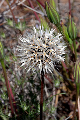 Silver Puffs Uropappus lindleyi  