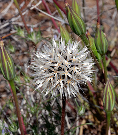 Silver Puffs Uropappus lindleyi  
