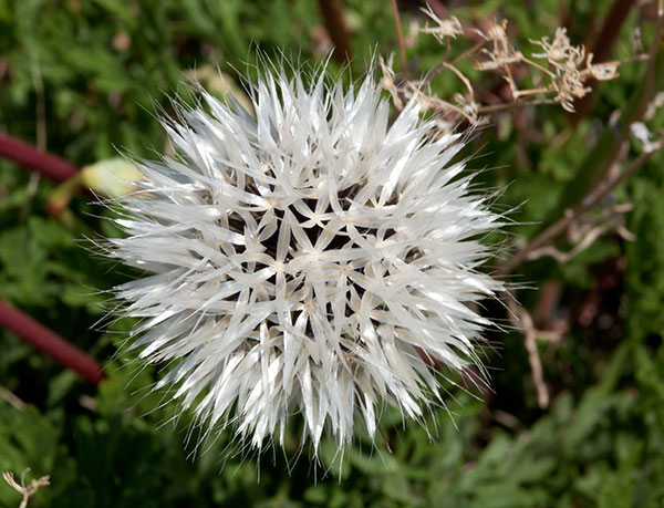 Silver Puffs Uropappus lindleyi  