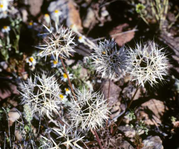 Silver Puffs Uropappus lindleyi  