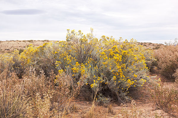 Rabbitbrush ( Chamisa ) Rabbit Brush Ericameria nauseosa Chrysothamnus nauseosus  
