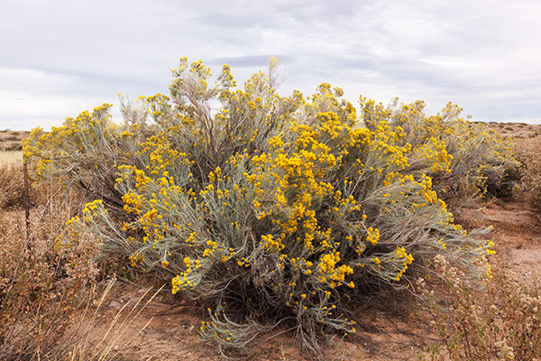 Rabbitbrush ( Chamisa ) Rabbit Brush Ericameria nauseosa Chrysothamnus nauseosus  
