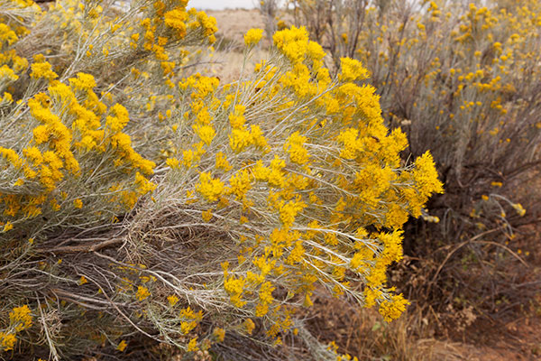 Rabbitbrush ( Chamisa ) Rabbit Brush Ericameria nauseosa Chrysothamnus nauseosus  