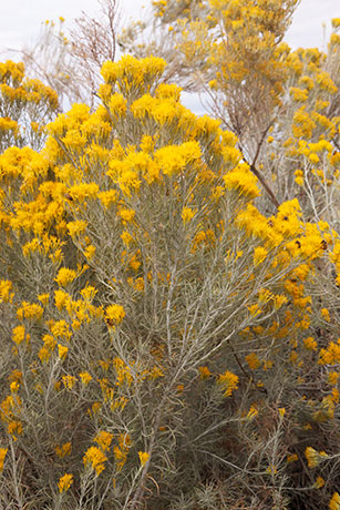 Rabbitbrush ( Chamisa ) Rabbit Brush Ericameria nauseosa Chrysothamnus nauseosus  