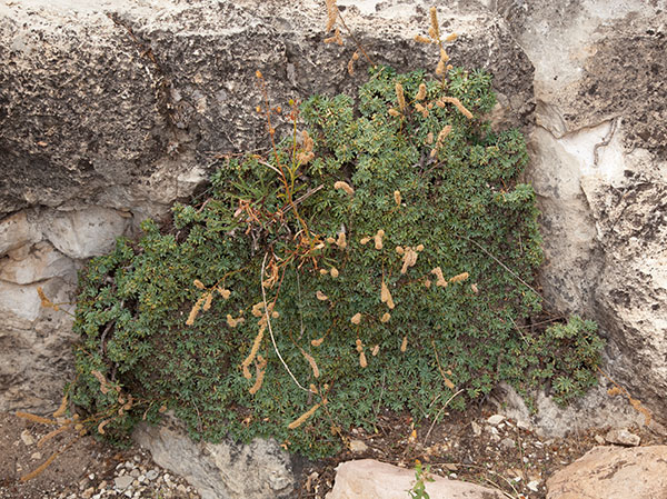 Rockmat Petrophyton caespitosum 