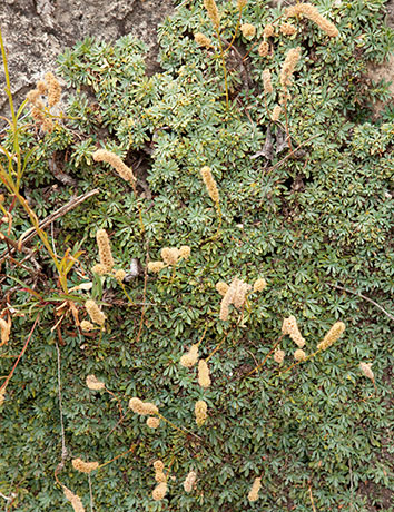 Rockmat Petrophyton caespitosum 
