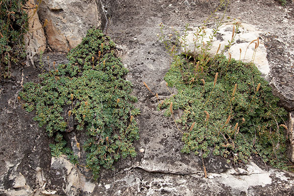Rockmat Petrophyton caespitosum 