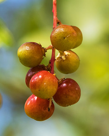 Chokecherry sp.