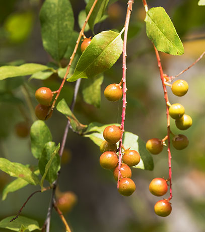 Chokecherry sp.