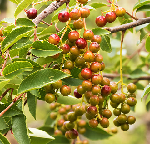 Chokecherry sp.