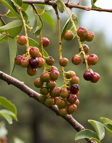 Chokecherry sp.