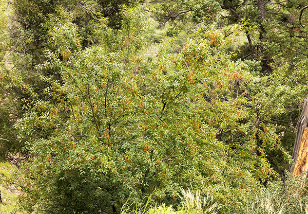 Chokecherry sp.