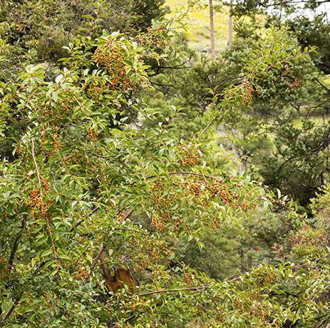 Chokecherry sp.