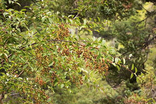 Chokecherry sp.