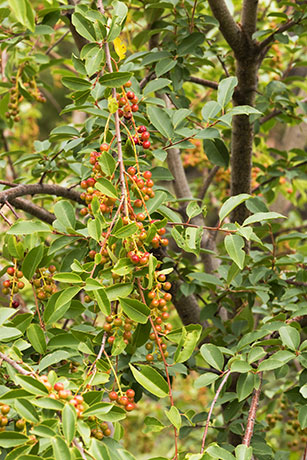 Chokecherry sp.