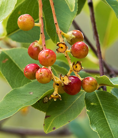 Chokecherry sp.