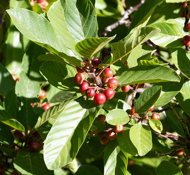 Chokecherry sp.