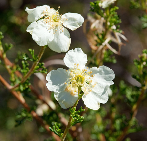 Cliffrose Purshia stansburiana Cowania mexicana var. stansburiana Cliff Rose    