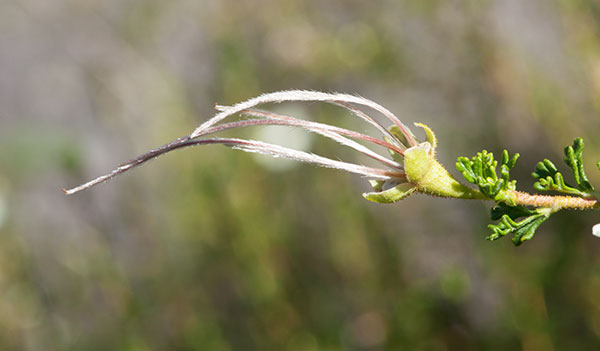 Cliffrose Purshia stansburiana Cowania mexicana var. stansburiana Cliff Rose    