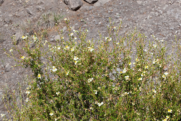 Cliffrose Purshia stansburiana Cowania mexicana var. stansburiana Cliff Rose    