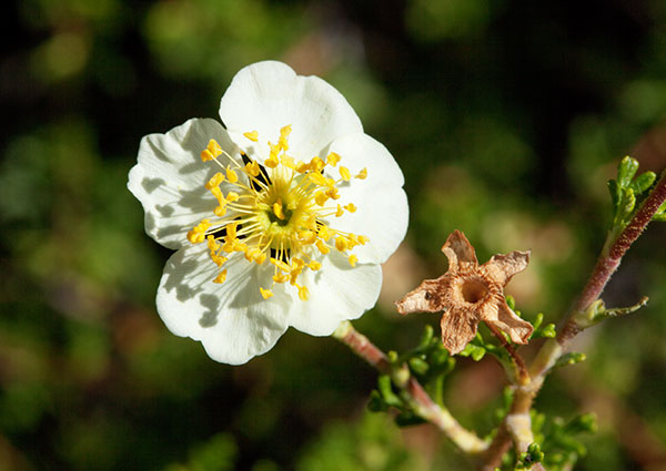 Cliffrose Purshia stansburiana Cowania mexicana var. stansburiana Cliff Rose    