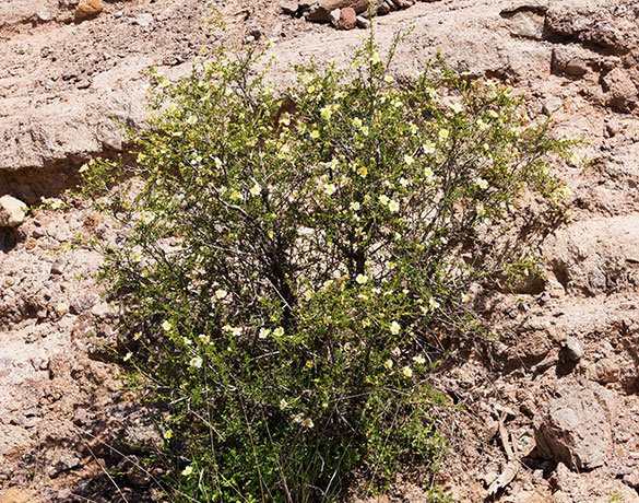 Cliffrose Purshia stansburiana Cowania mexicana var. stansburiana Cliff Rose    