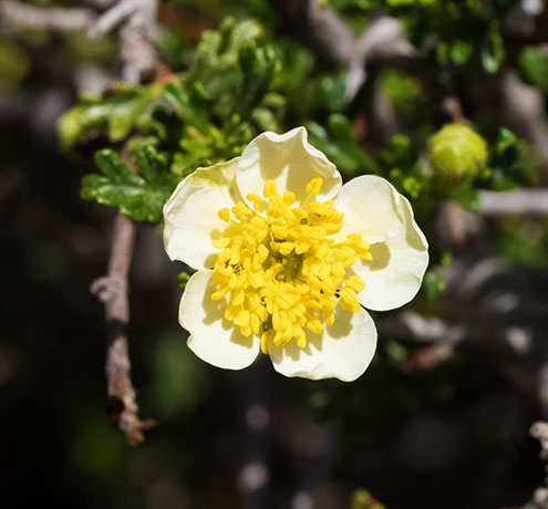Cliffrose Purshia stansburiana Cowania mexicana var. stansburiana Cliff Rose    
