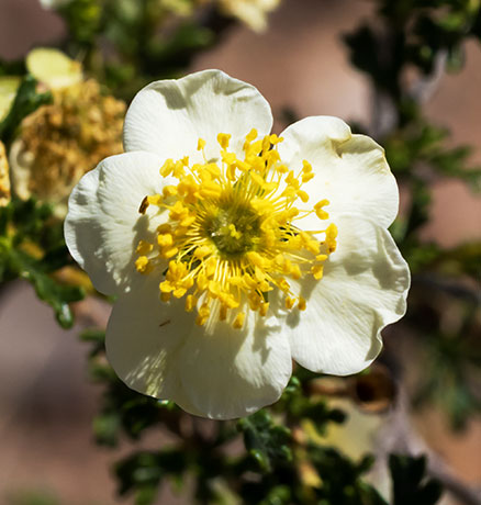 Cliffrose Purshia stansburiana Cowania mexicana var. stansburiana Cliff Rose    