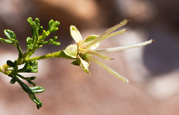 Cliffrose Purshia stansburiana Cowania mexicana var. stansburiana Cliff Rose    