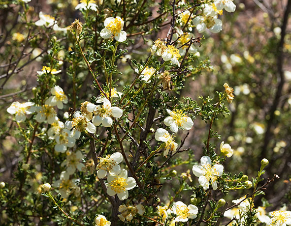 Cliffrose Purshia stansburiana Cowania mexicana var. stansburiana Cliff Rose    
