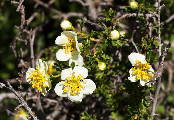 Cliffrose Purshia stansburiana Cowania mexicana var. stansburiana Cliff Rose    