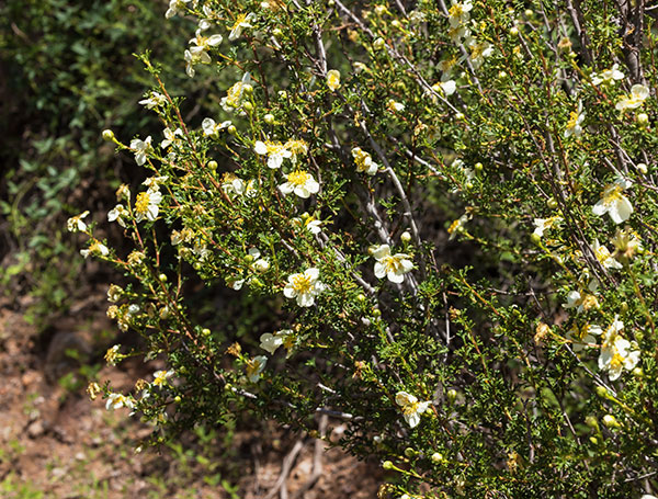 Cliffrose Purshia stansburiana Cowania mexicana var. stansburiana Cliff Rose    