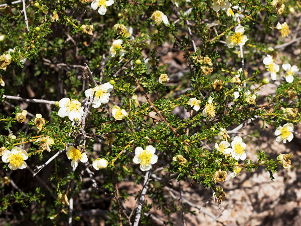 Cliffrose Purshia stansburiana Cowania mexicana var. stansburiana Cliff Rose    