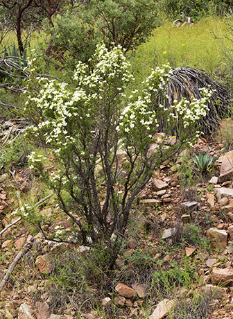 Cliffrose Purshia stansburiana Cowania mexicana var. stansburiana Cliff Rose    