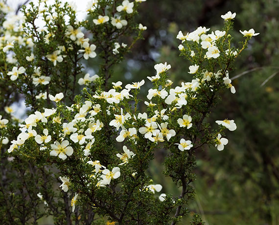 Cliffrose Purshia stansburiana Cowania mexicana var. stansburiana Cliff Rose    