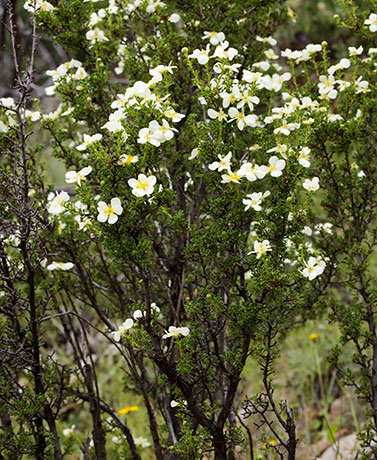 Cliffrose Purshia stansburiana Cowania mexicana var. stansburiana Cliff Rose    