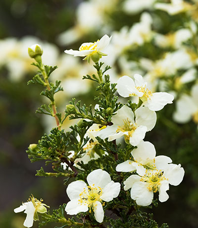 Cliffrose Purshia stansburiana Cowania mexicana var. stansburiana Cliff Rose    