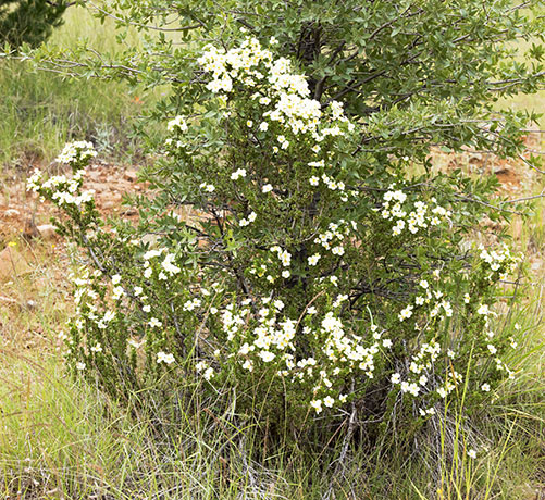 Cliffrose Purshia stansburiana Cowania mexicana var. stansburiana Cliff Rose    