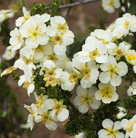 Cliffrose Purshia stansburiana Cowania mexicana var. stansburiana Cliff Rose    