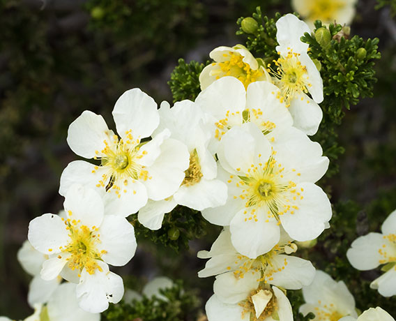 Cliffrose Purshia stansburiana Cowania mexicana var. stansburiana Cliff Rose    