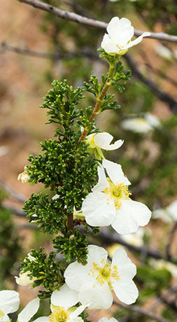 Cliffrose Purshia stansburiana Cowania mexicana var. stansburiana Cliff Rose    