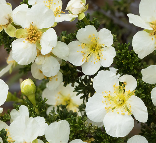 Cliffrose Purshia stansburiana Cowania mexicana var. stansburiana Cliff Rose    