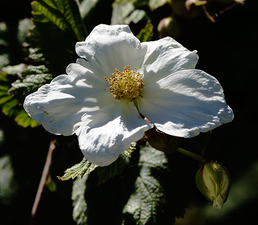 New Mexico Raspberry Rubus neomexicanus