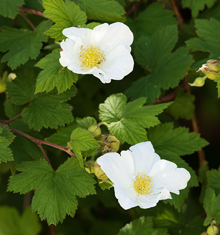 New Mexico Raspberry Rubus neomexicanus