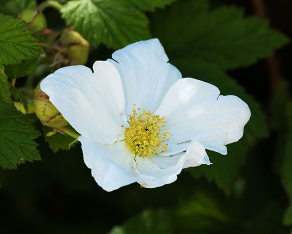 New Mexico Raspberry Rubus neomexicanus