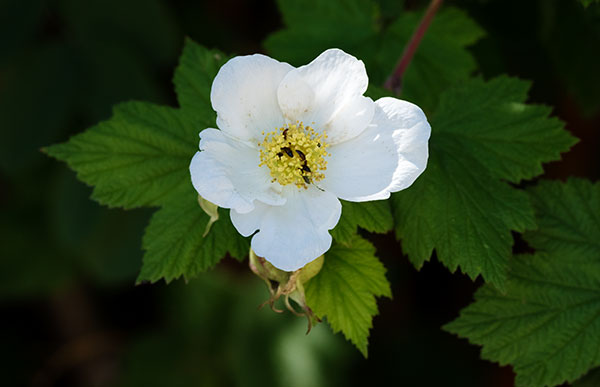 New Mexico Raspberry Rubus neomexicanus