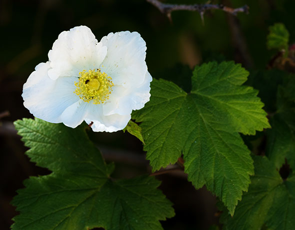New Mexico Raspberry Rubus neomexicanus