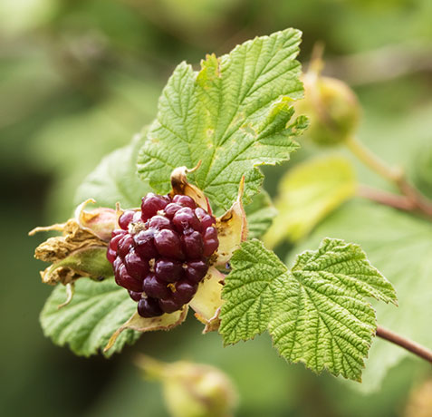 New Mexico Raspberry Rubus neomexicanus