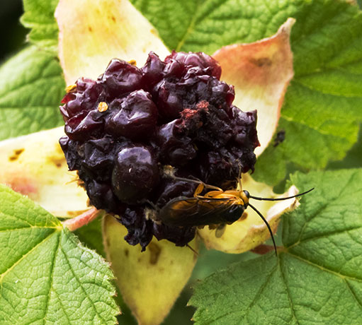 New Mexico Raspberry Rubus neomexicanus