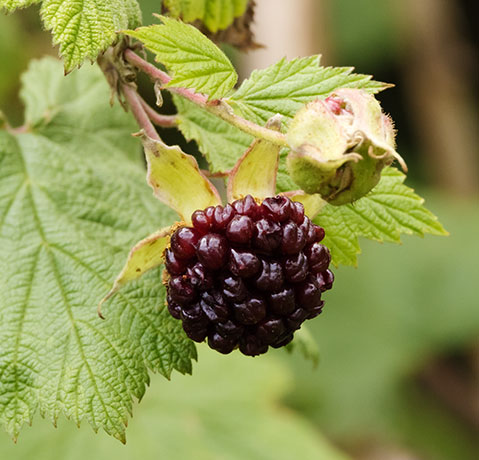 New Mexico Raspberry Rubus neomexicanus